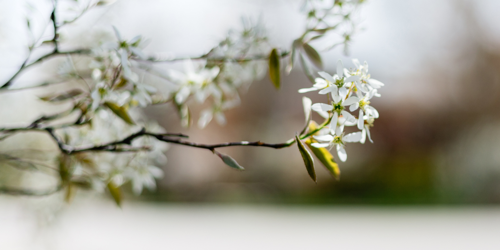 Surprised by Hope Blog Cover Photo, Flowers on Campus