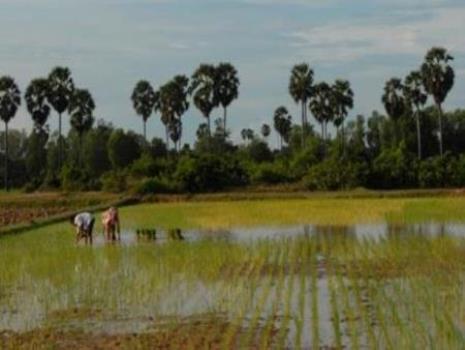 Rice farmers in rural Cambodia
