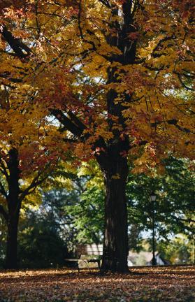 Blanchard Hall Lawn - Autumn 3