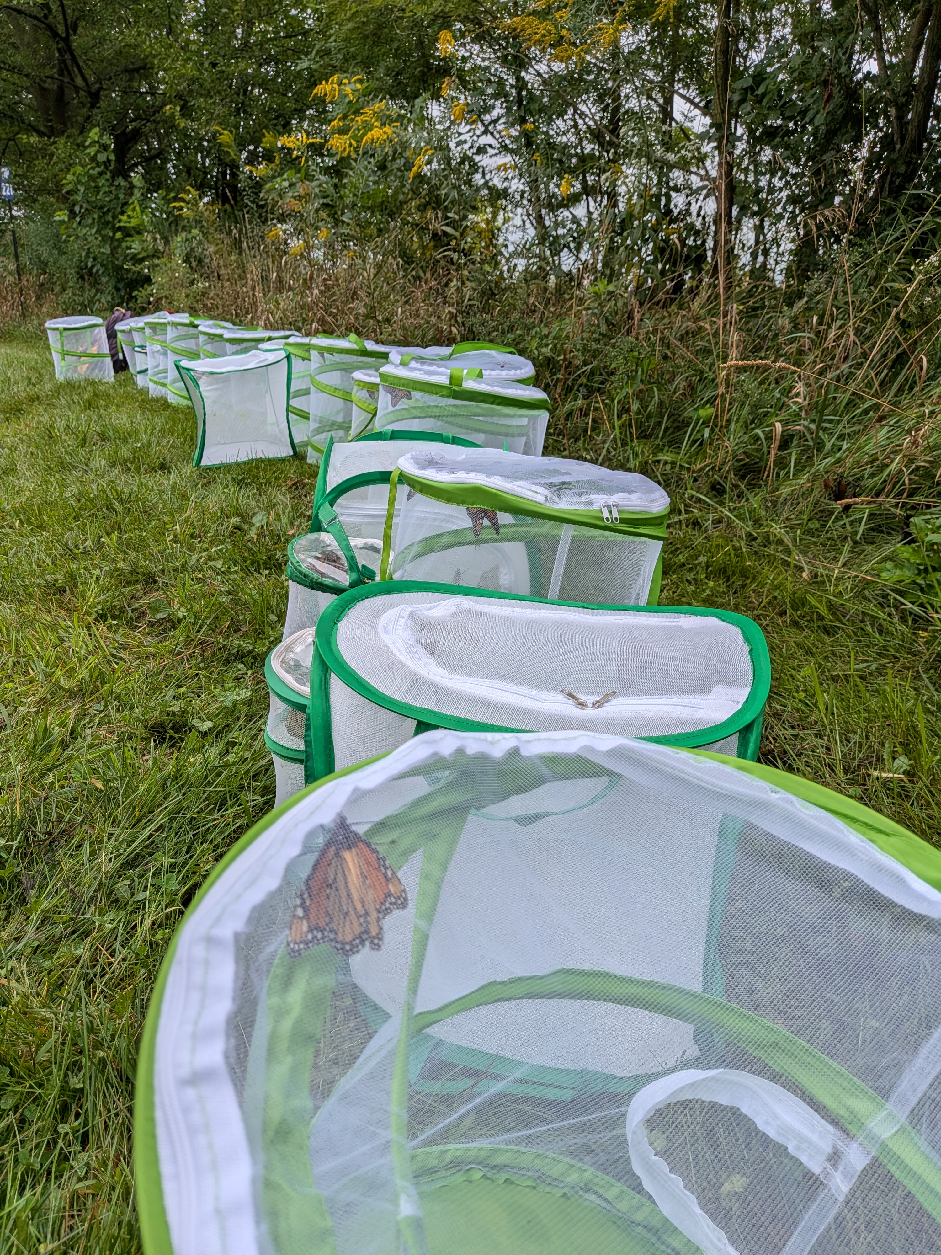 Captured Monarch butterflies