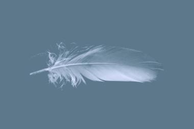A white feather in front of a blue background