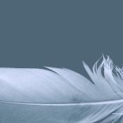 feather-unsplash-revised
