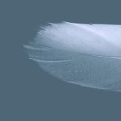 feather-unsplash-revised