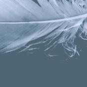 feather-unsplash-revised