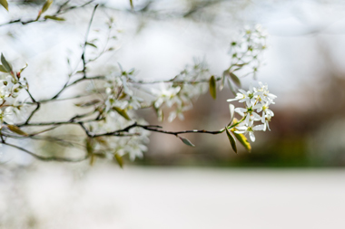 Surprised by Hope, Flowers on Campus