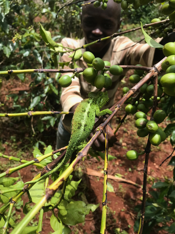 Chameleons-Love-Coffee-Trees