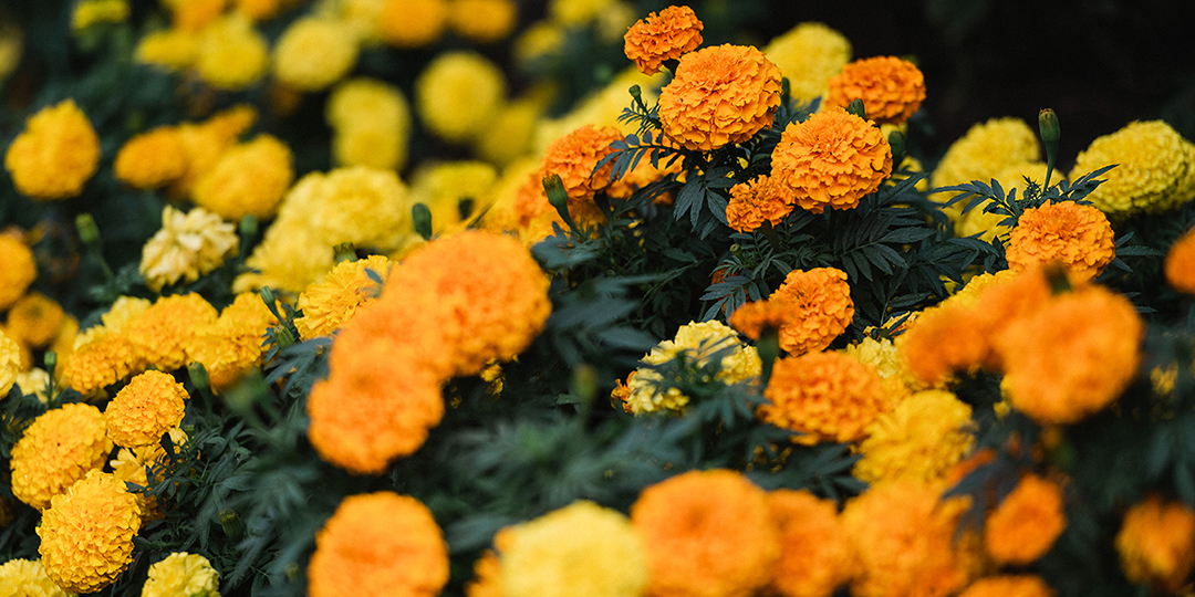 Image of marigold flowers 1080x540