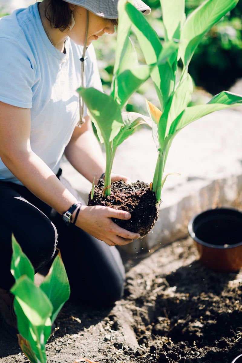 Wheaton College Landscape Operations planting canna lilies