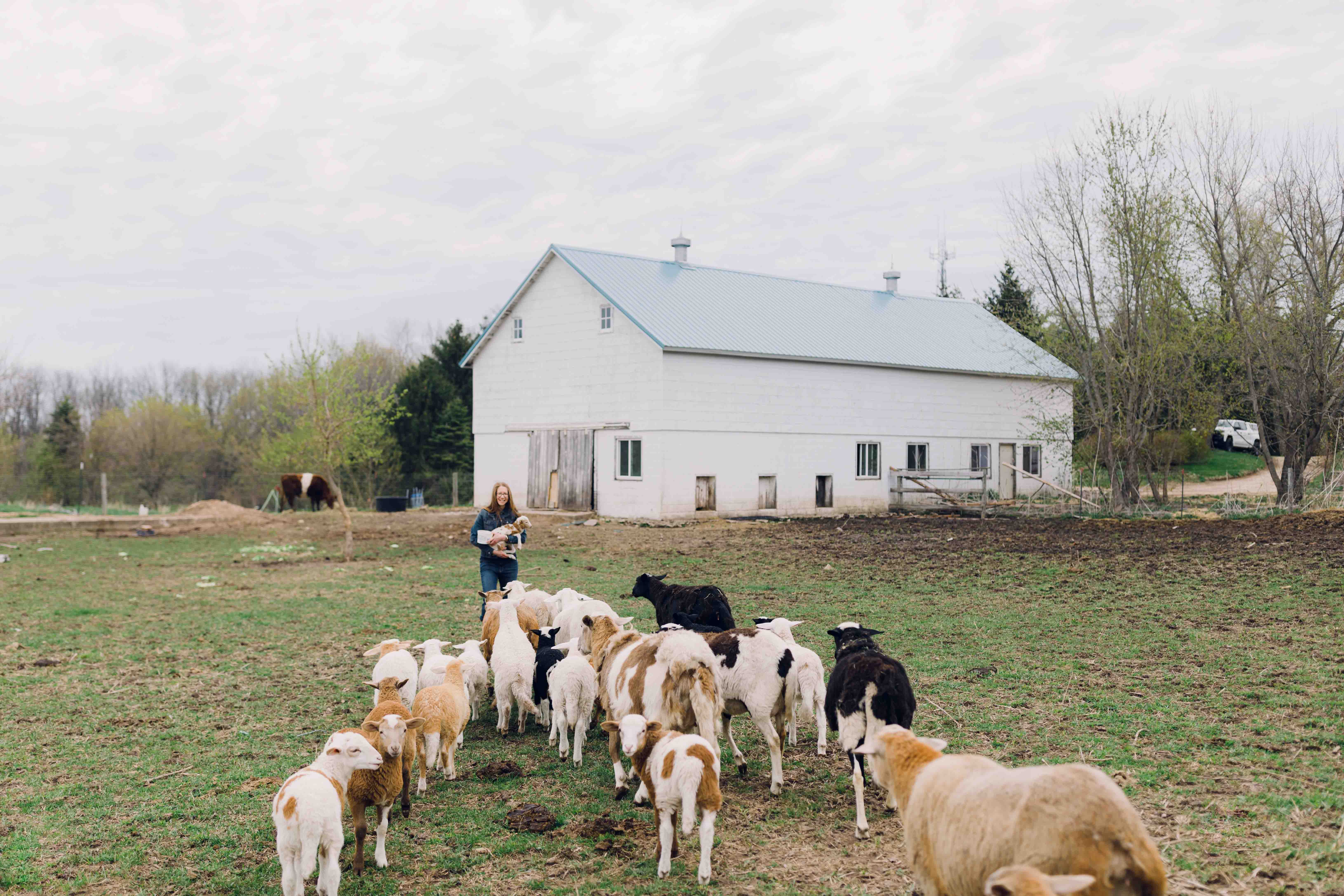 Wheaton College IL English professor Dr. Tiffany Kriner leading sheep to a blue roofed barn at Root and Sky Farm