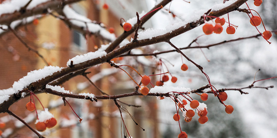 1080x540 berries on tree in snow