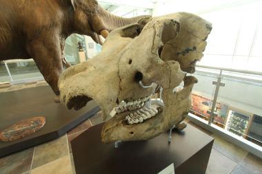 Perry Mastodon Skull 380x253