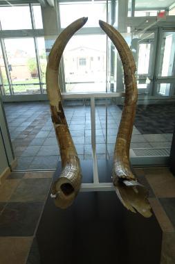 Tusks of Perry Mastodon 253x380