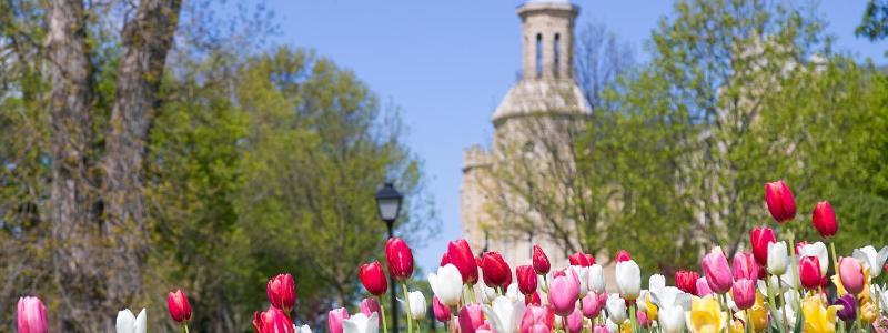 Blanchard with tulips in spring 