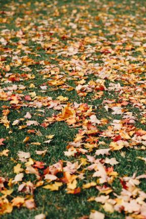 Blanchard Hall Lawn - Autumn 4